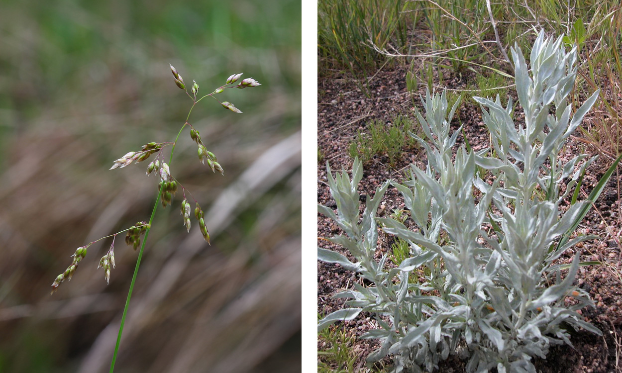 Left: Blade of sweetgrass. Right: Patch of white sagebrush.