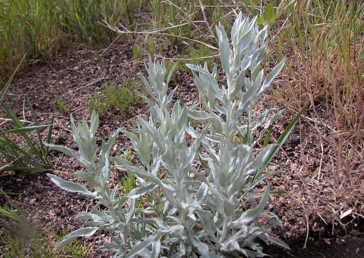 Patch of white sagebrush growing in a clearing.