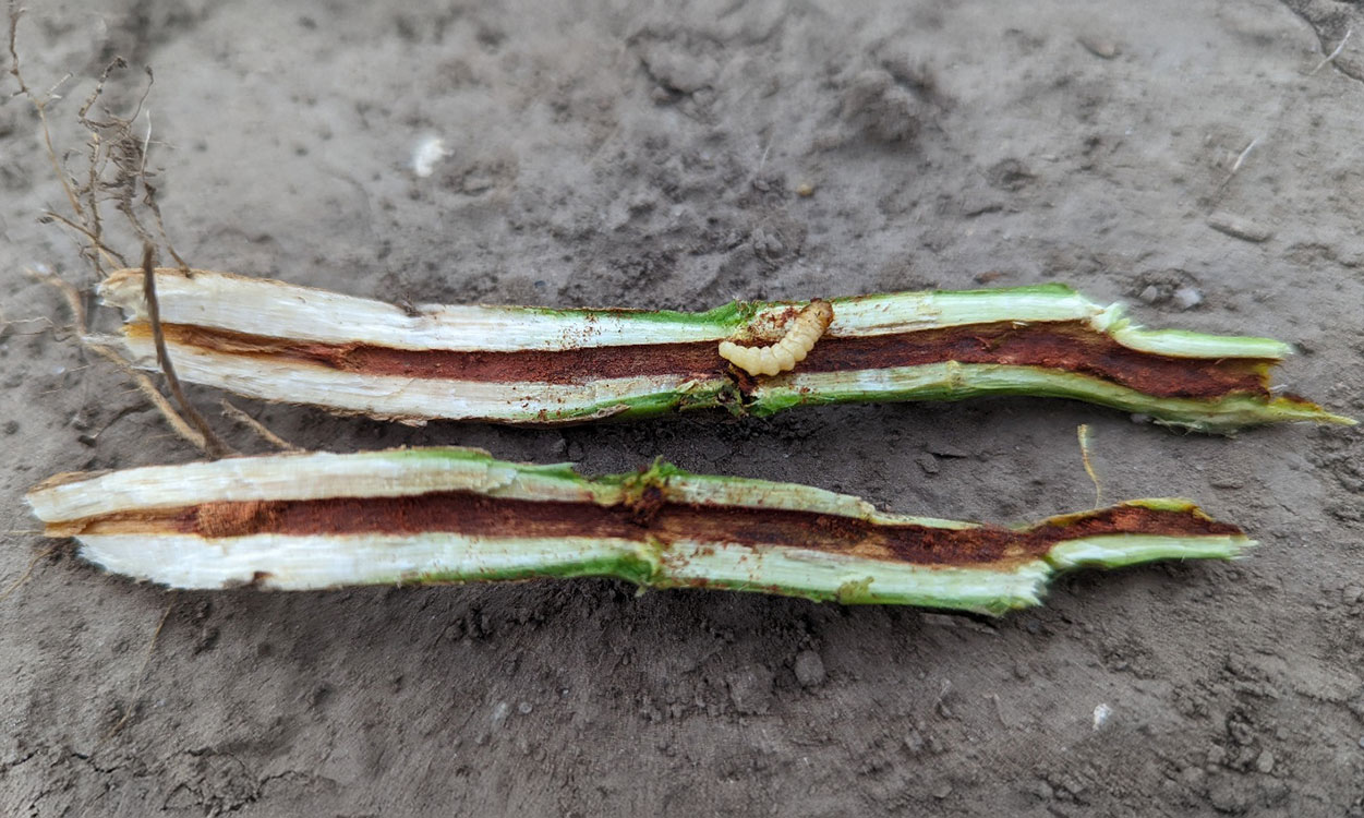 Cream colored larvae on white and green soybean stem on brown dirt.