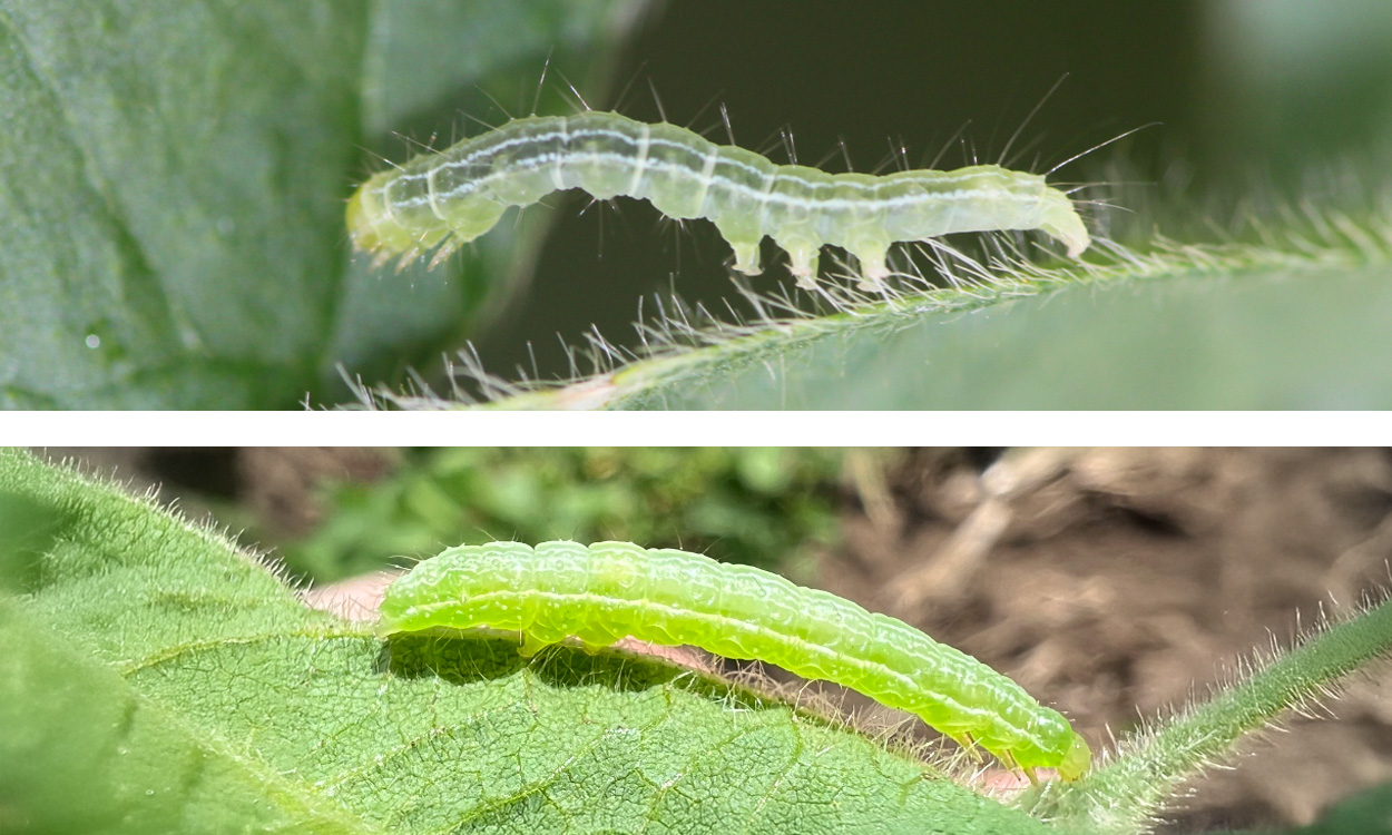Top: Green cloverworm caterpillar. Bottom: Cabbage looper caterpillar.