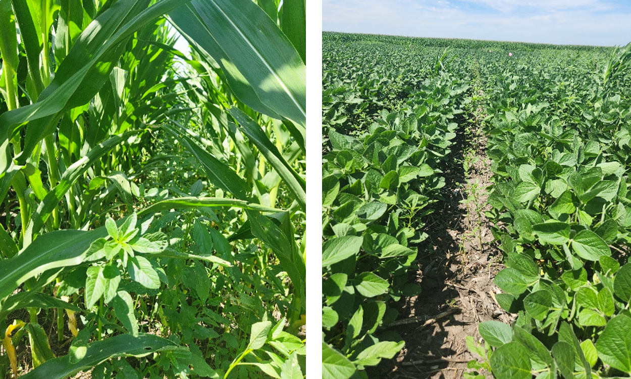 Corn and soybean fields with abundant weeds growing throughout.