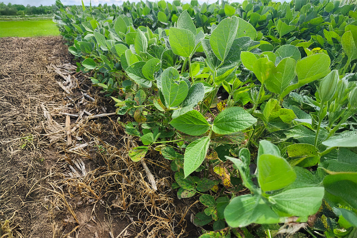 Many green soybean plants within a field that has brown grass and residute.
