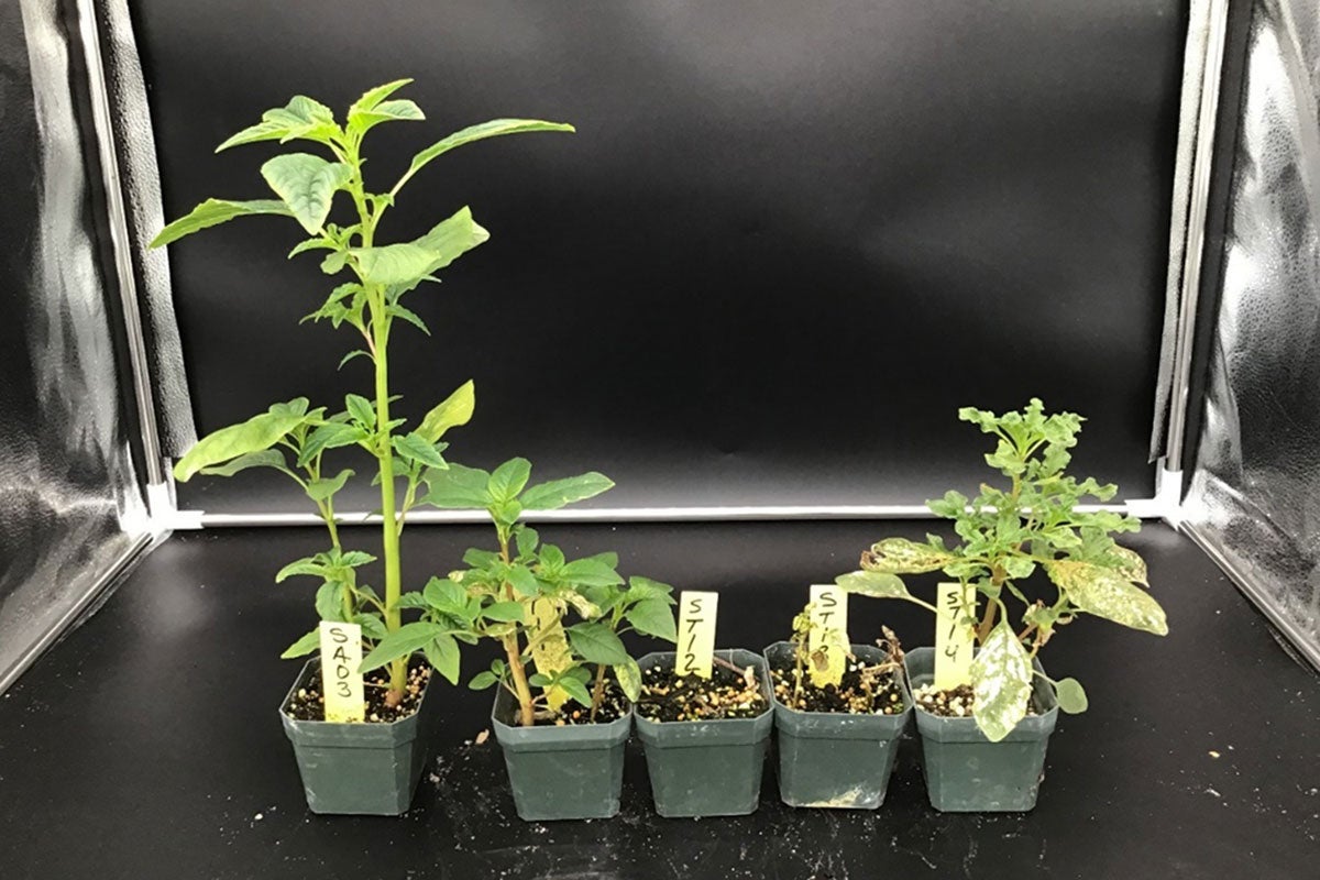 Field of green soybean plants with green corn and blue sky in the background. Figure 3. PPO-inhibiting herbicide-resistant waterhemp surviving an application of fomesafen (Flexstar) at 16 fl. oz. per acre. Plants were burnt but new growth emerg
