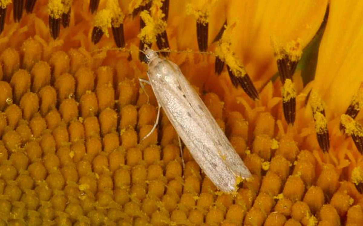 Light colored moth on a yellow sunflower head.