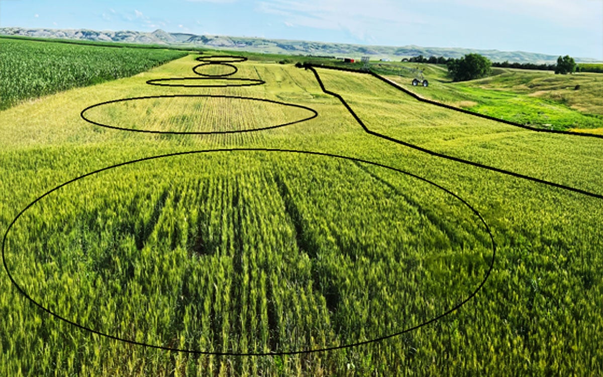 Crop field with various areas highlighted to show variations in crop performance.