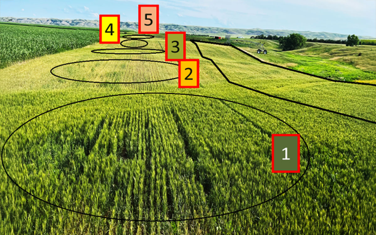 Crop field with various areas highlighted to show variations in crop performance.