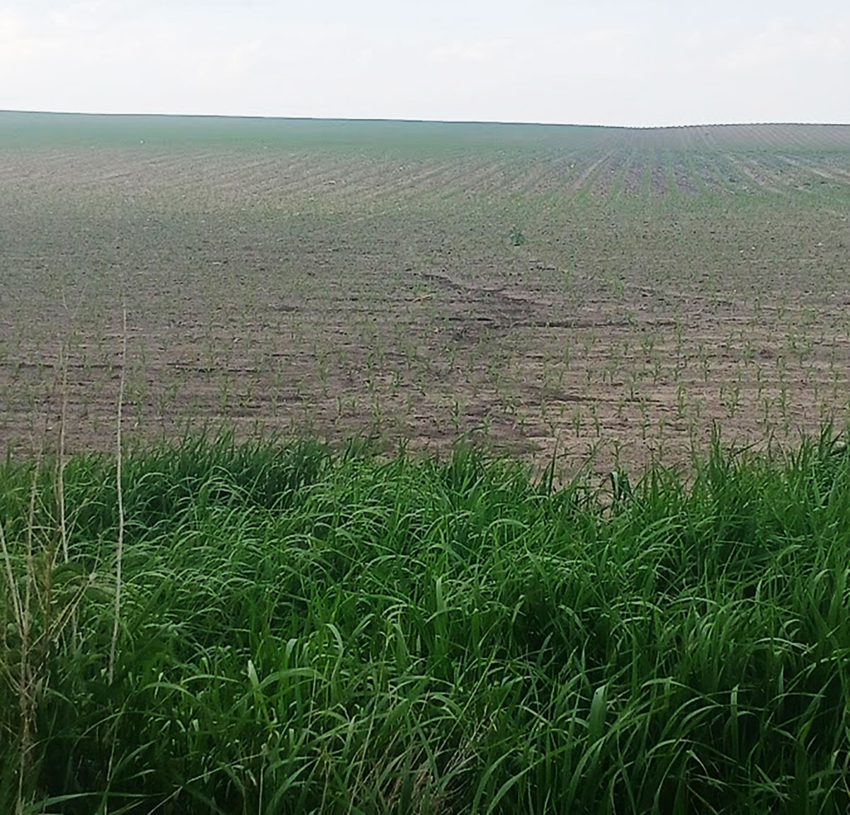 Field showing sheet and rill erosion following a heavy rain event.