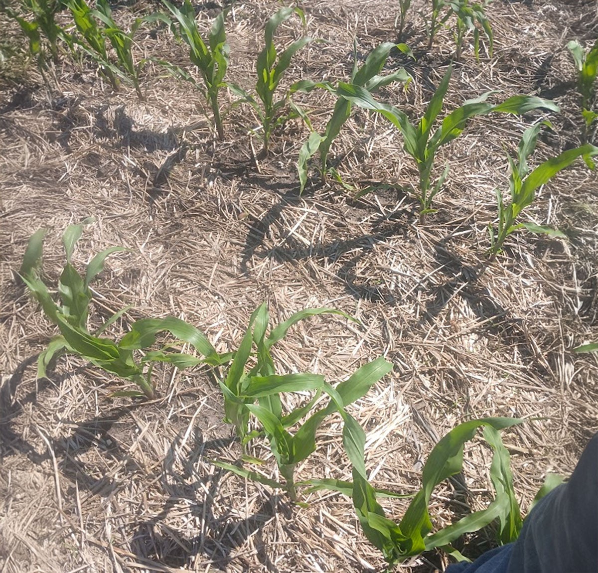 Corn plants emerging in a field with cover crops.