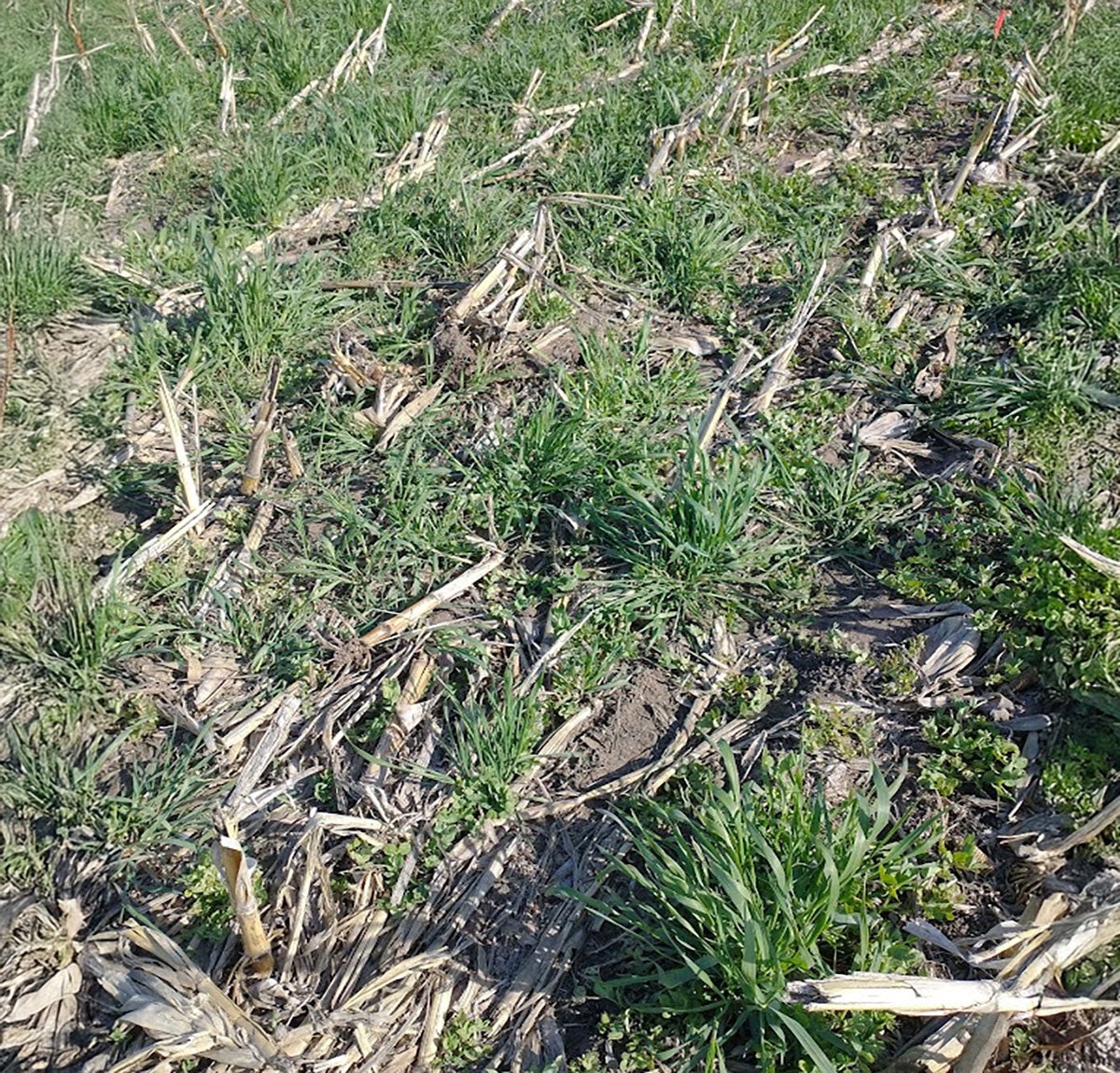 Rye cover crops emerging in a field previously planted with corn.