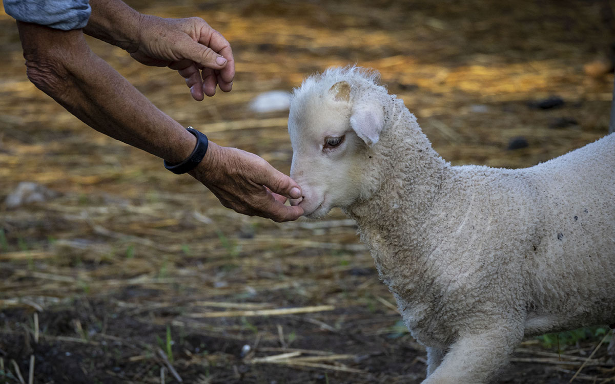 Producer examining a white lamb.