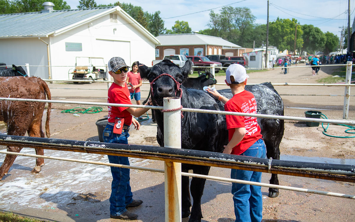 4-H youth washing a black beef cow in preparation for a fair.