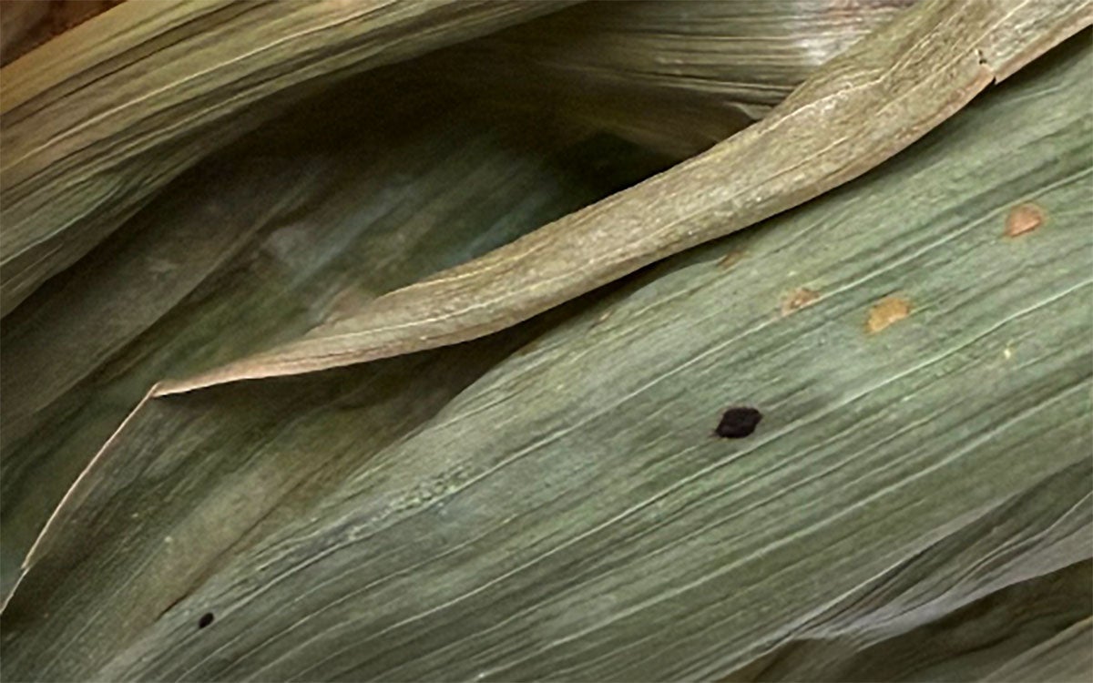 Corn leaf with trace amounts of tar spot.