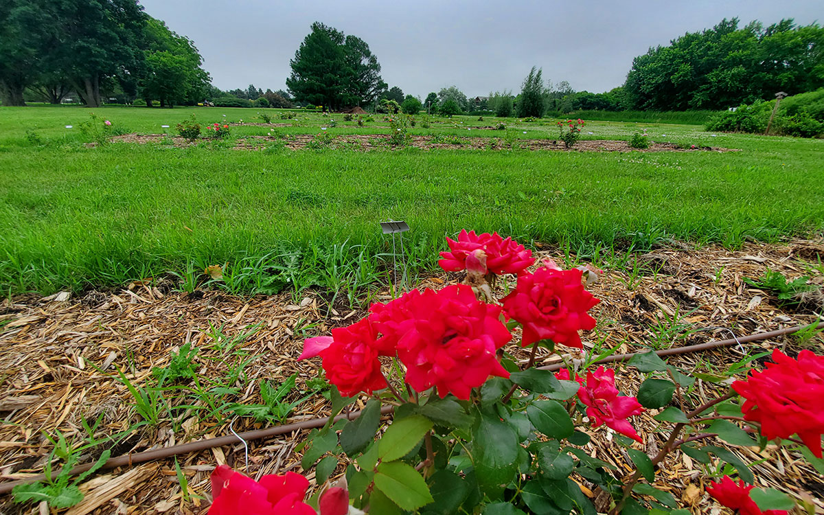 Roses blooming in trial beds at McCrory Gardens.