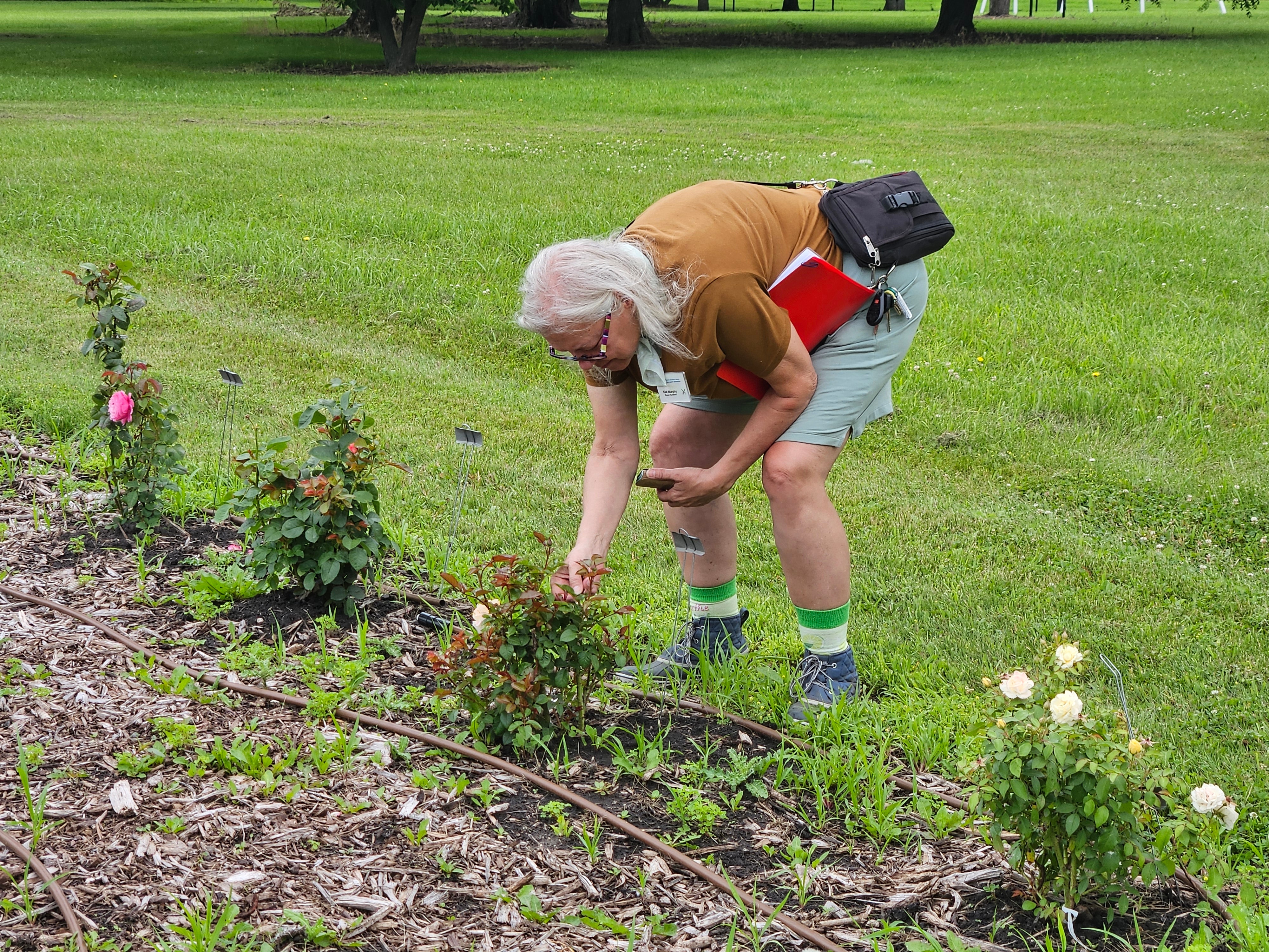 A woman with white hair bends down to check a rose plant