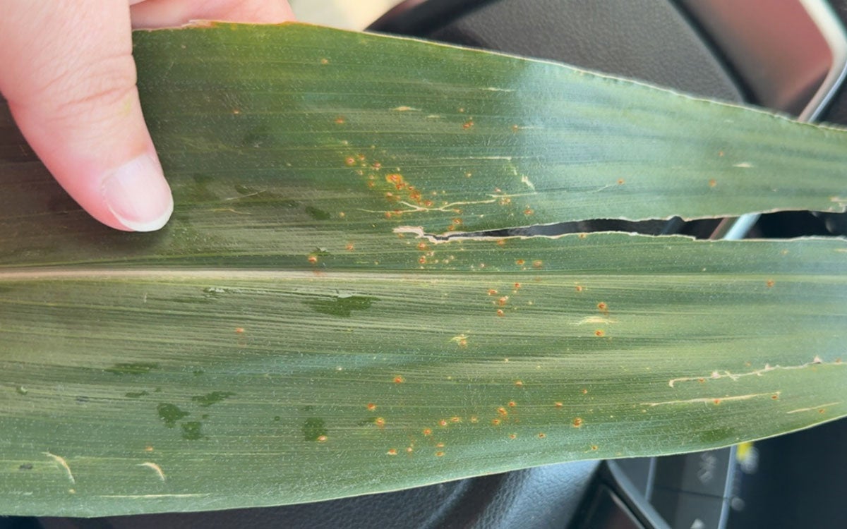 Green corn leaf with yellow rust-colored spots throughout.