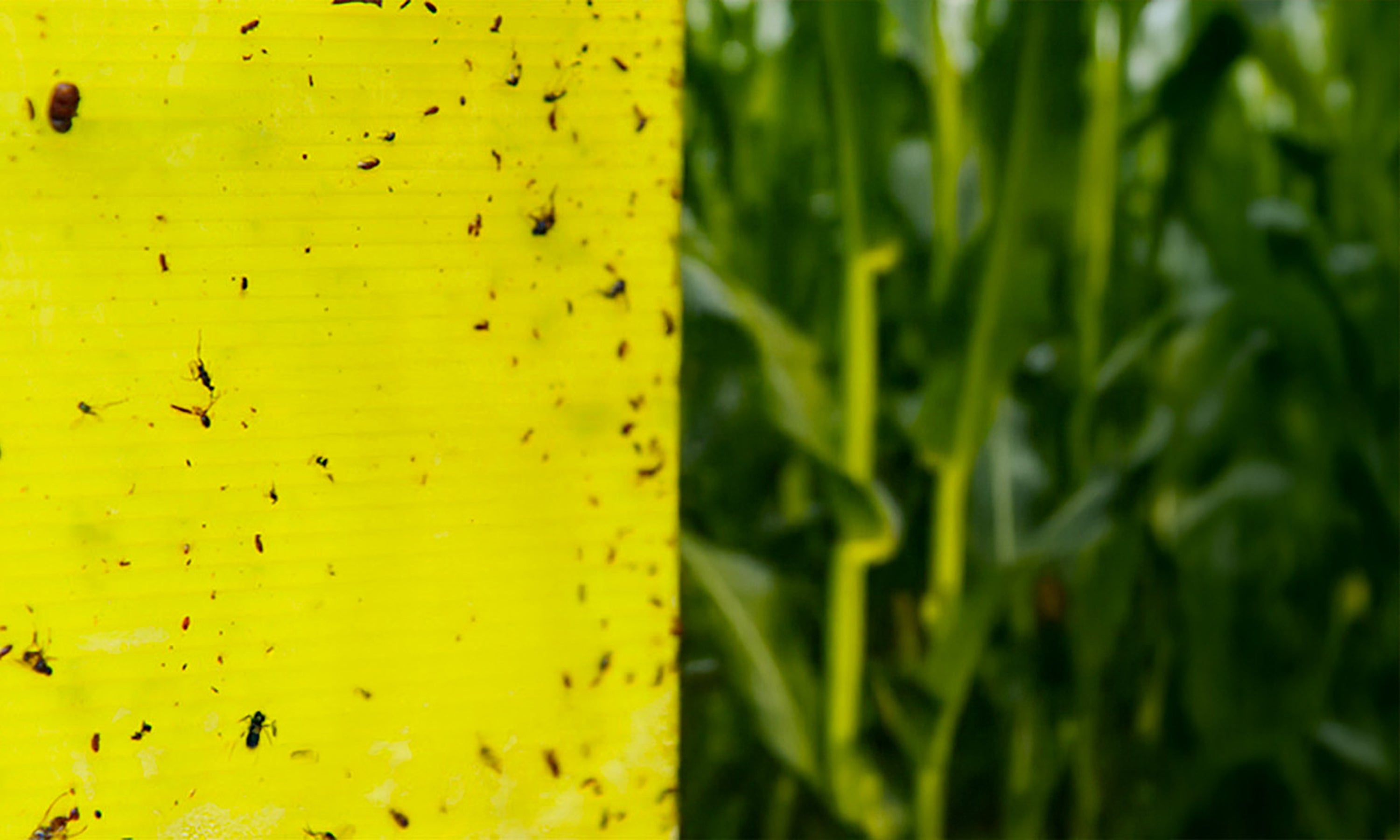 A yellow, sticky insect trap alongside a corn field.