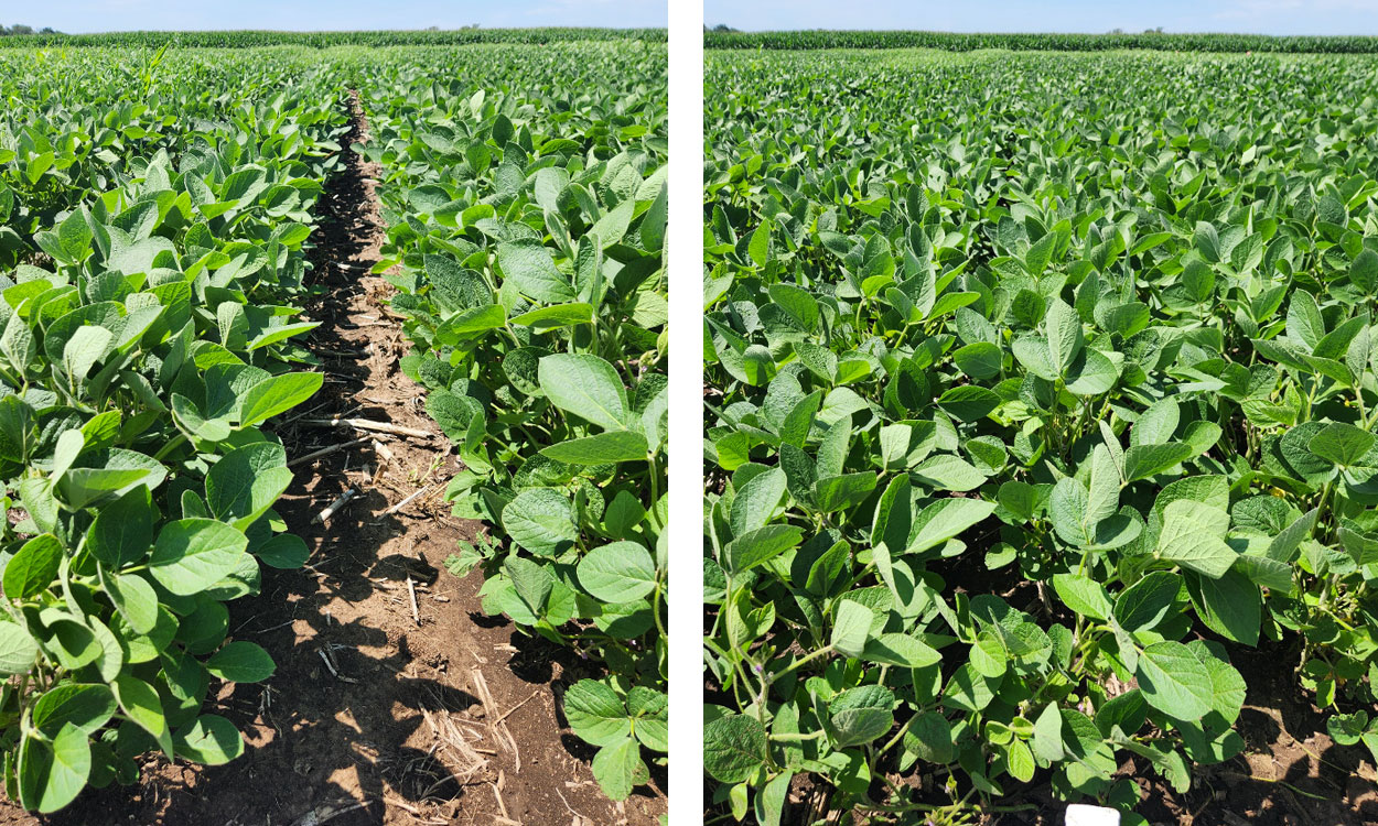 Two pictures of green soybeans with a blue sky in the background.