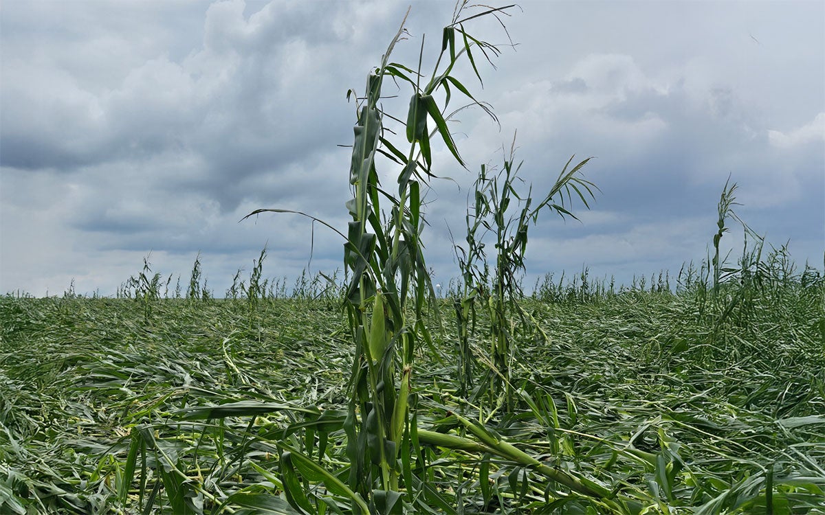 Corn field with severe wind and hail damage.