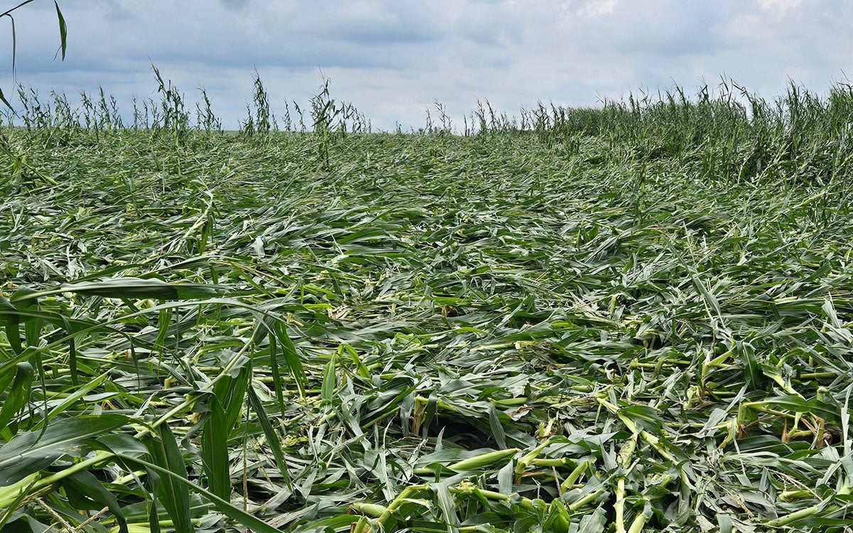 Corn plants flattened to the ground due to high winds.