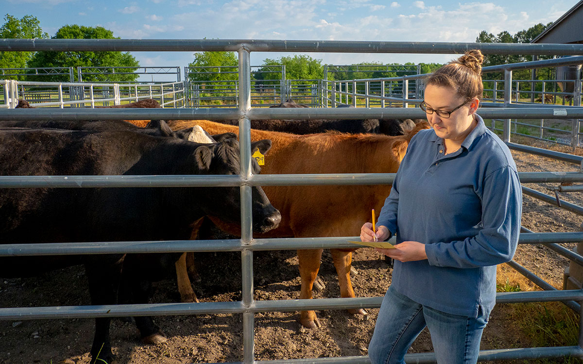 Producer observing a group of cattle in a holding pen.