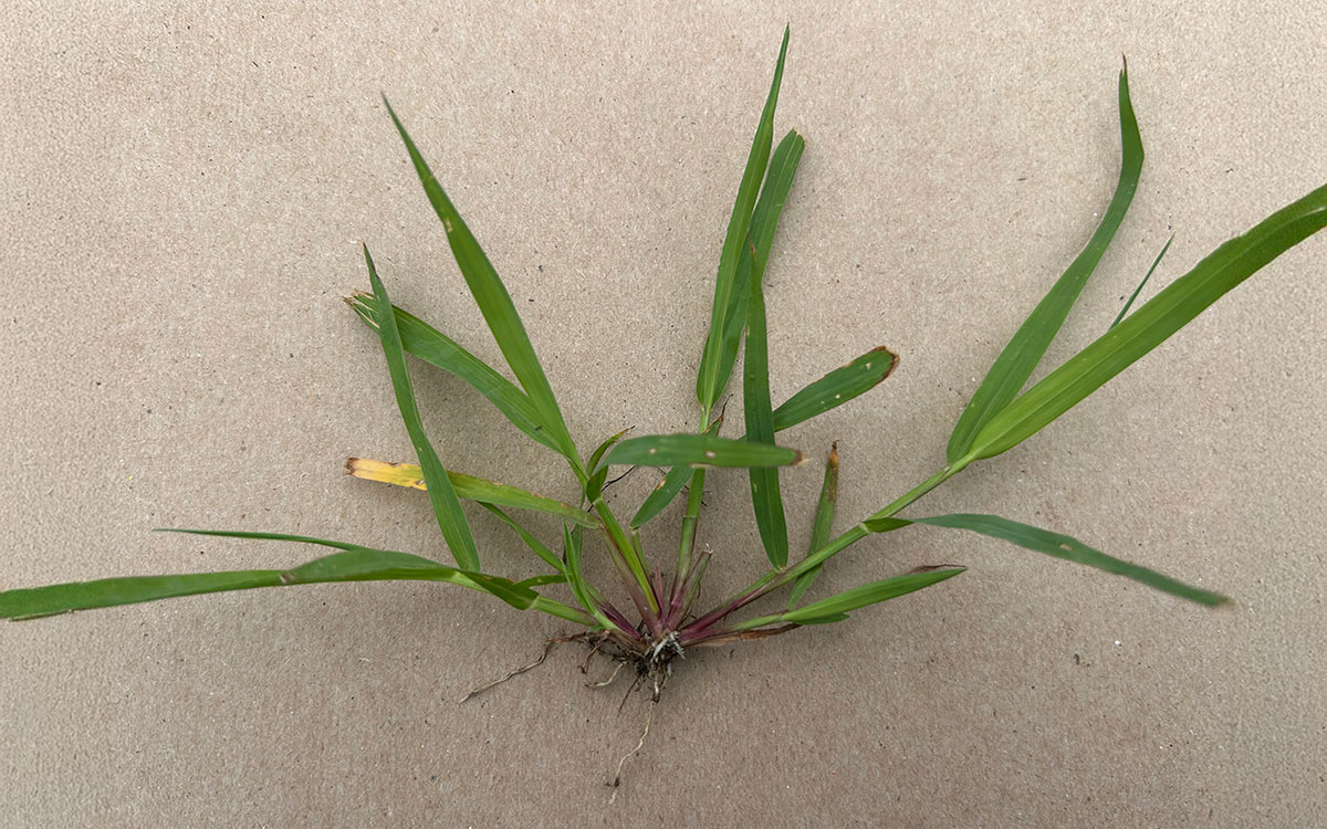 A picture of a green, smooth crabgrass plant with a white background.