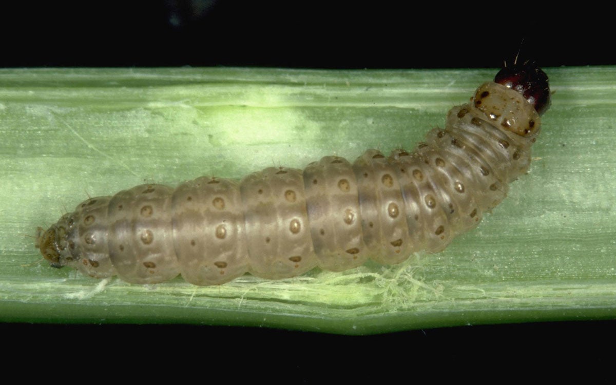 Tan caterpillar with a dark brown head feeding in the stalk of a corn plant.
