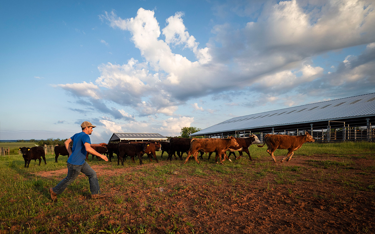 Rancher moving a group of beef calves.