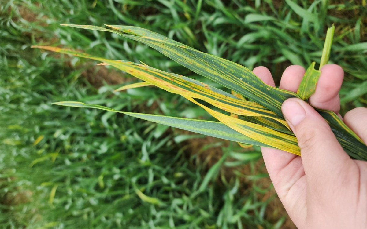Green wheat leaves with yellow streaks throughout.