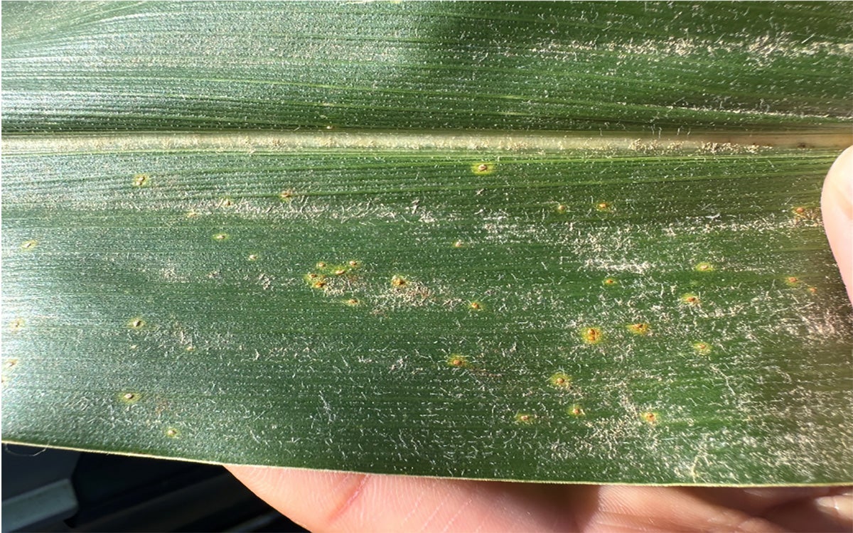 Green corn leaf with yellow spots that are Southern Rust.
