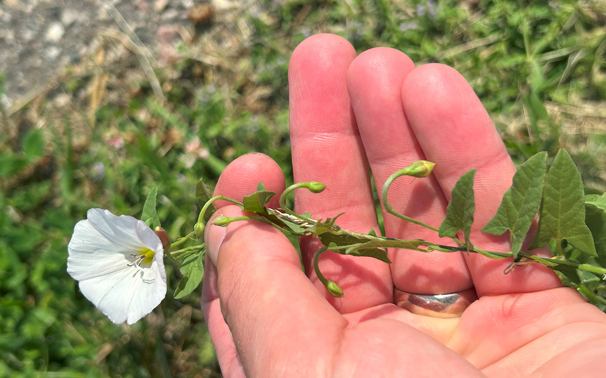 A green field bindweed with a white flower at top.