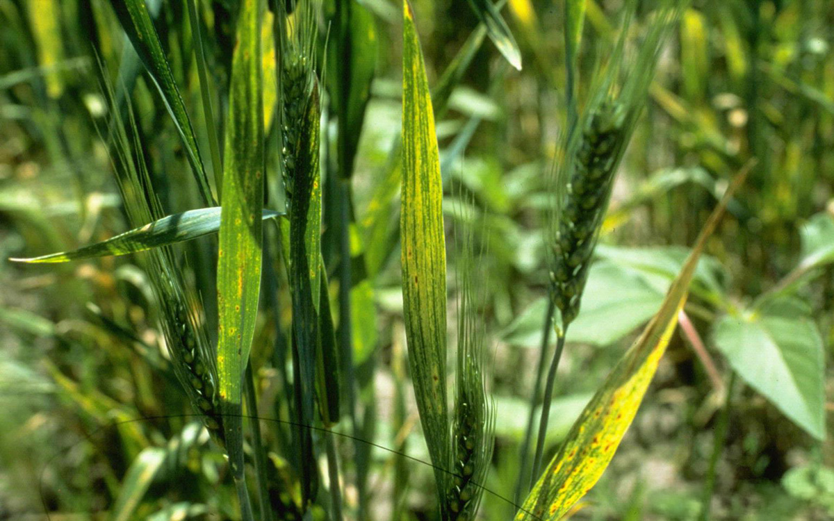 Wheat plants infected with wheat streak mosaic virus.