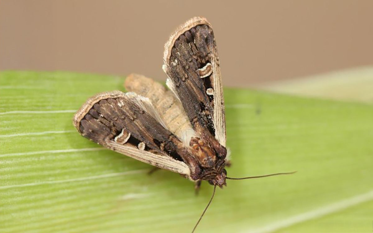 Brown moth with bean shaped pattern on wings.