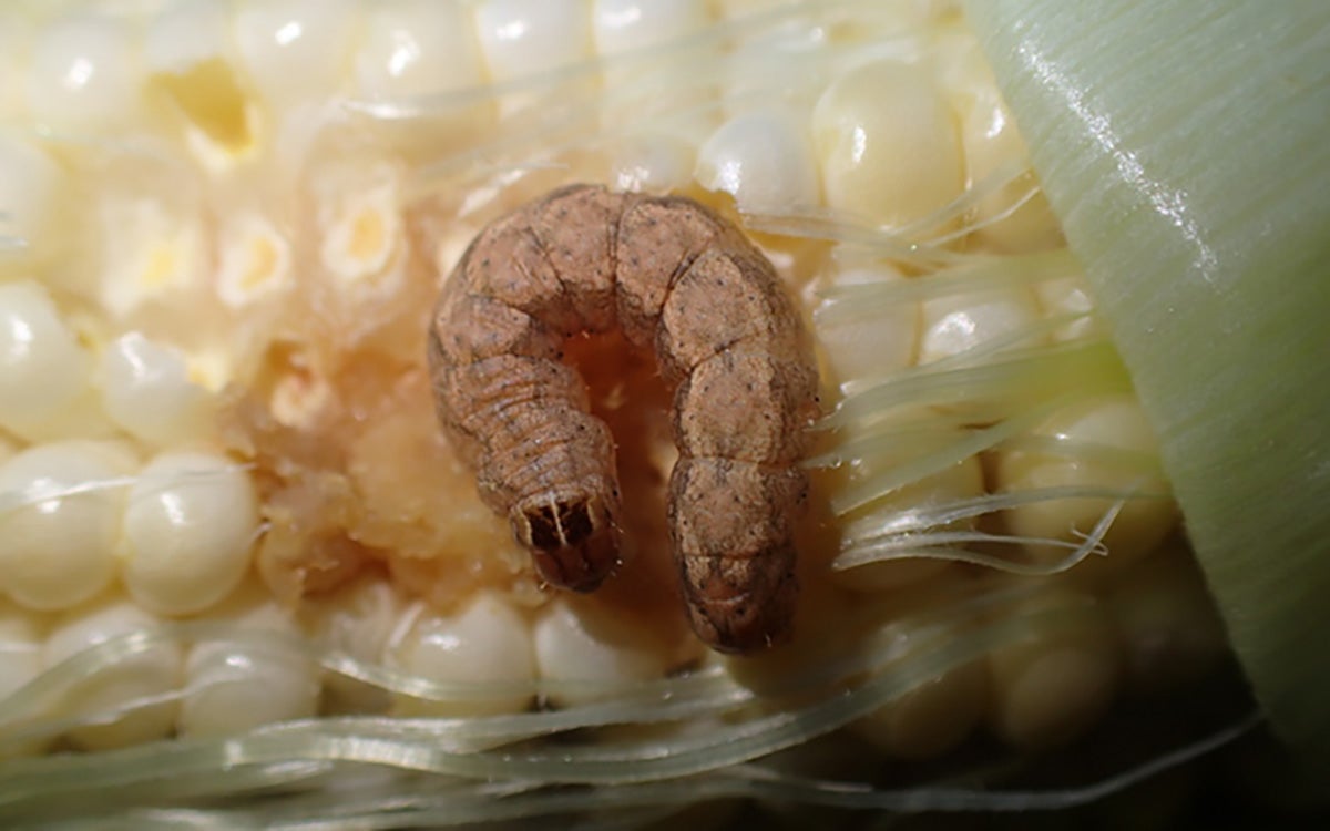 Western bean cutworm caterpillar on corn.