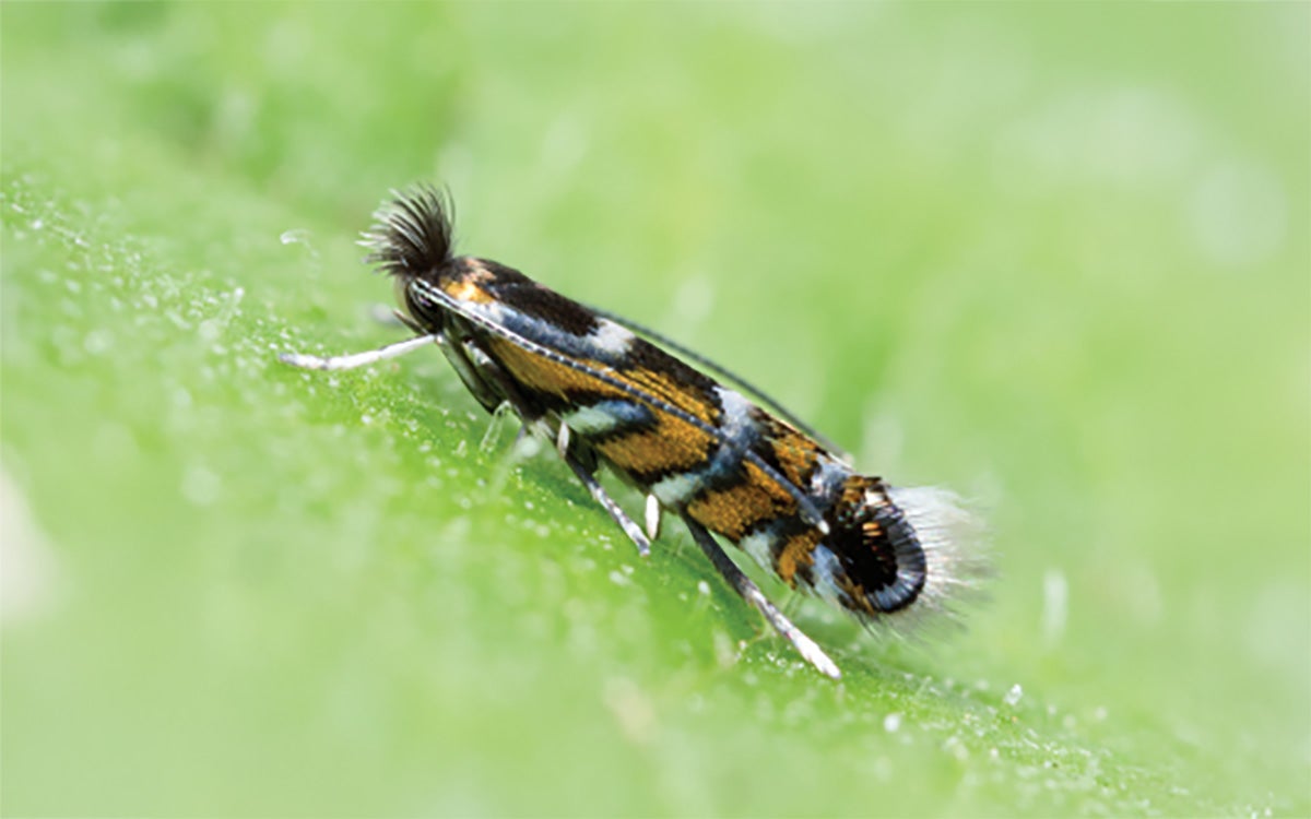 Small moth with orange, black, and white markings.