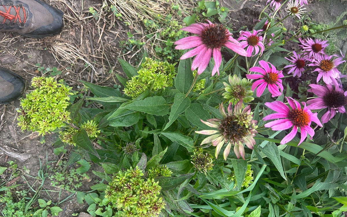 Coneflower with Aster yellows disease.