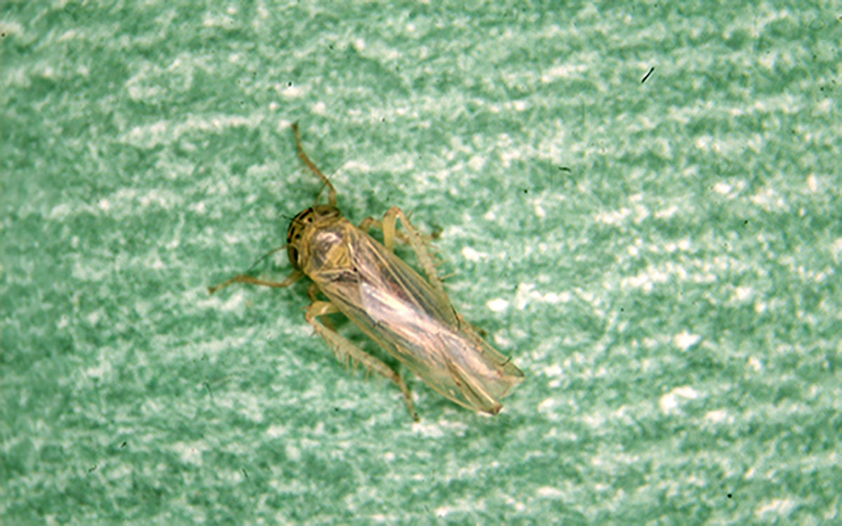 Aster Leafhopper on a plant.