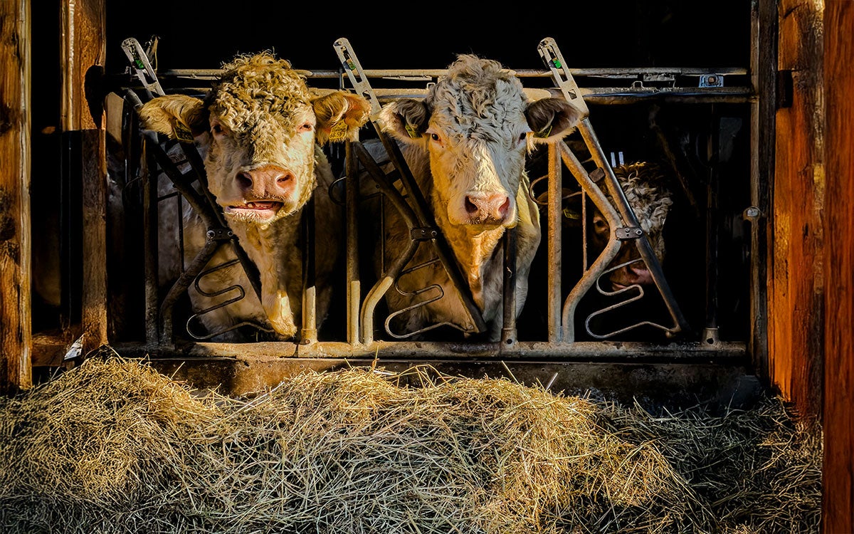 A photo of two beef cattle with their heads in a typical feeder that contains golden-brown hay.