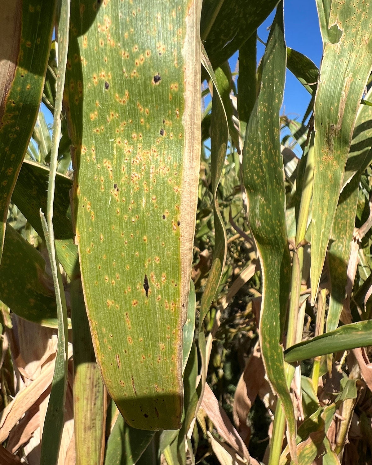 corn leaf with tar spot on it