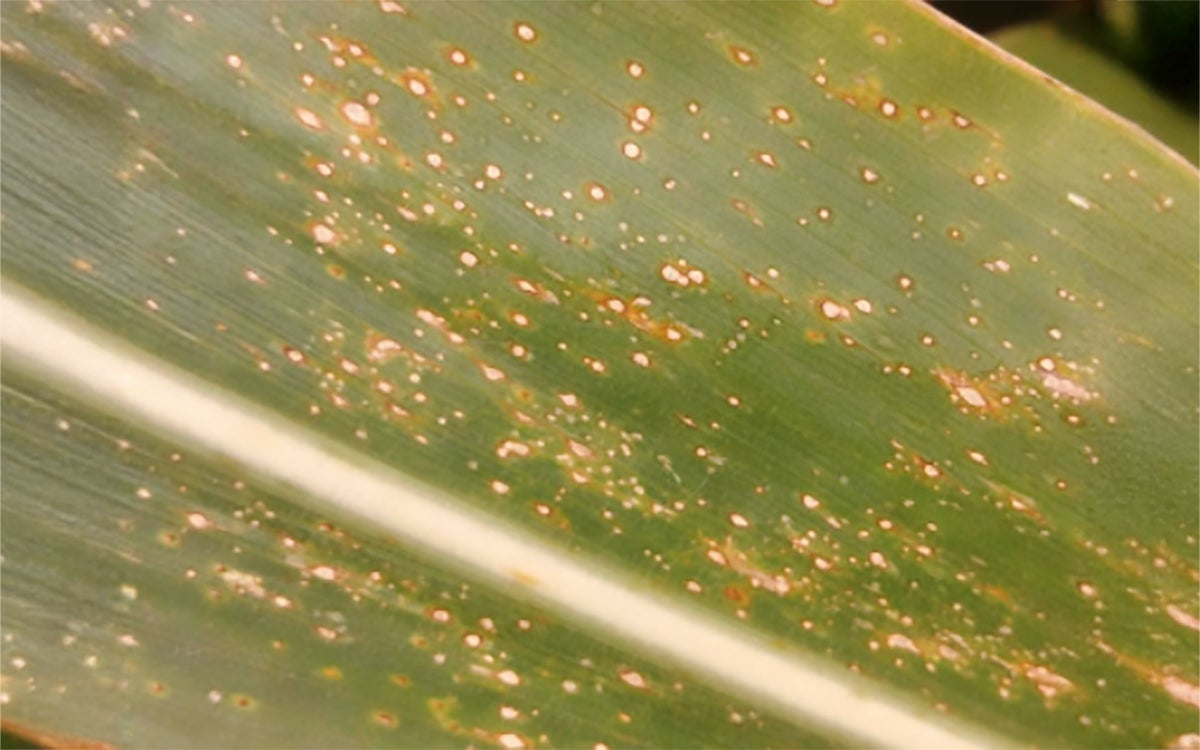 A green corn leaf with yellow to brown spots throughout.