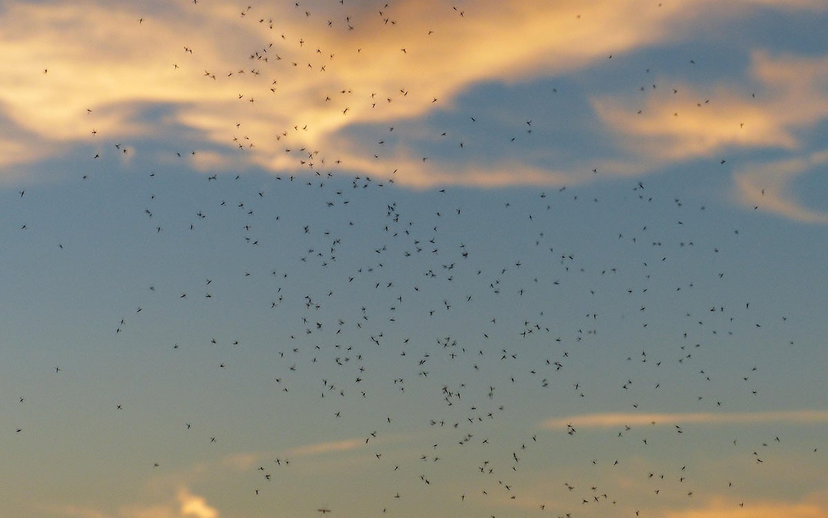 Swarm of mosquitoes.