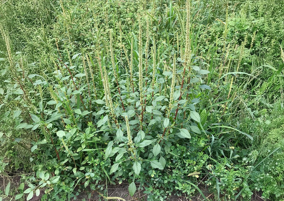 A green Palmer amaranth weed surrounded by various other green plants.