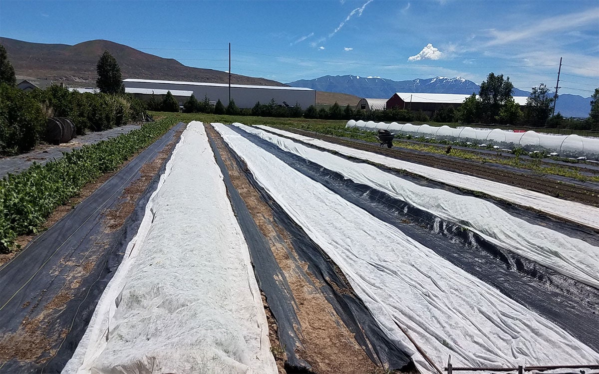 Floating row covers applied over row crops on a commercial farm.