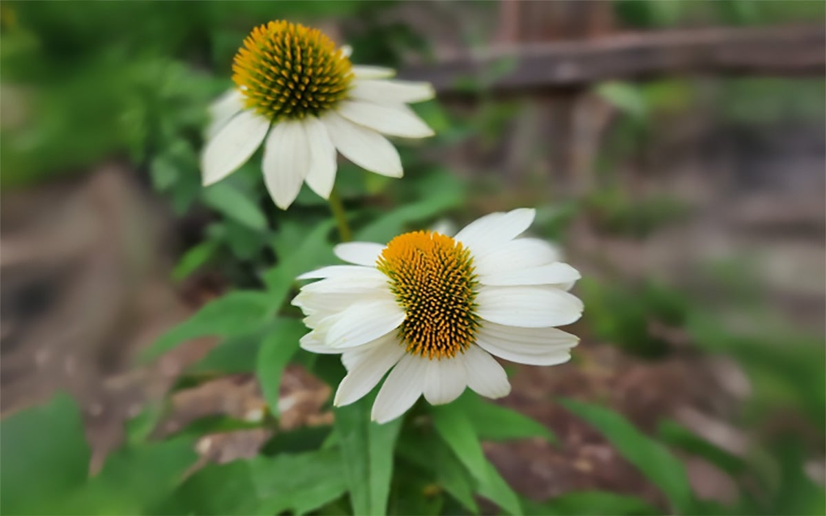 Two white flowers with green leaves. The first flower has an abnormal fused bloom.