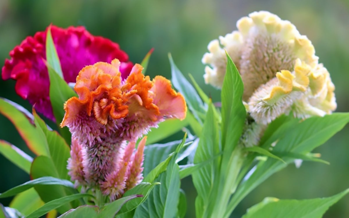 Three flowers with green leaves and orange, yellow and pink blooms. The flowers have large fasciated heads