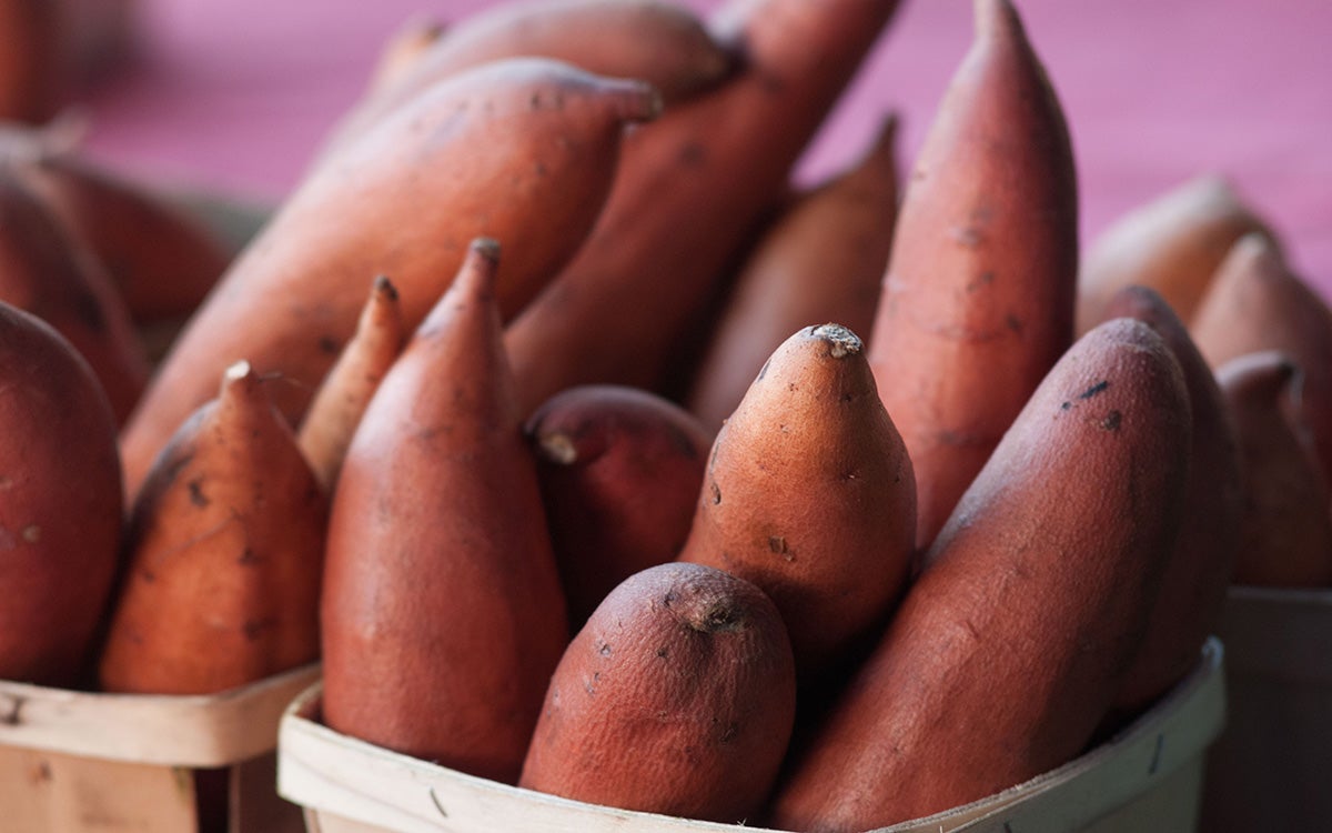 Freshly harvested sweet potatoes on display at an outdoor market.
