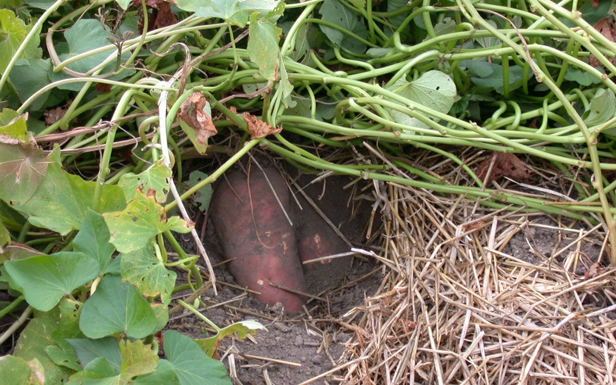 Orange sweet potatoes under green vines and yellow straw mulch