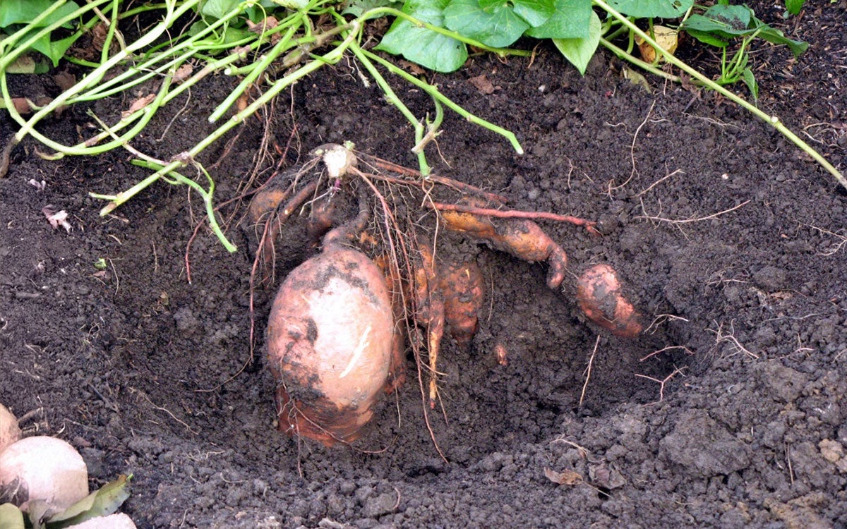 Orange sweet potato root dug out of brown soil