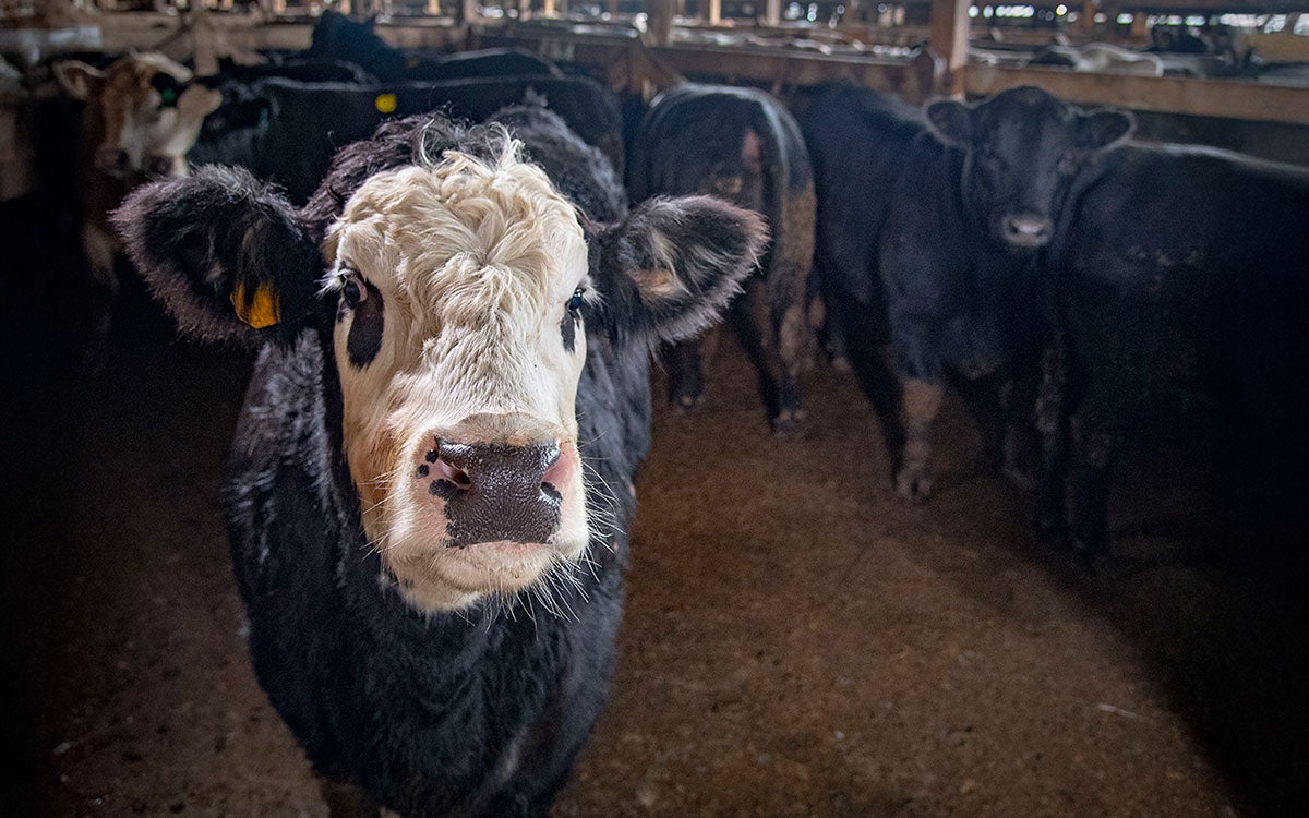Cattle gathered in a sale barn.