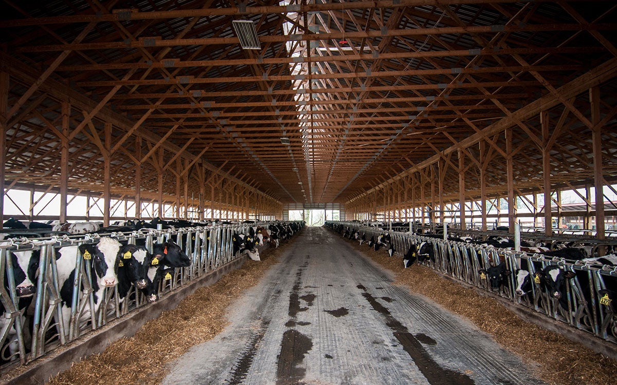 Interior of a large dairy barn.