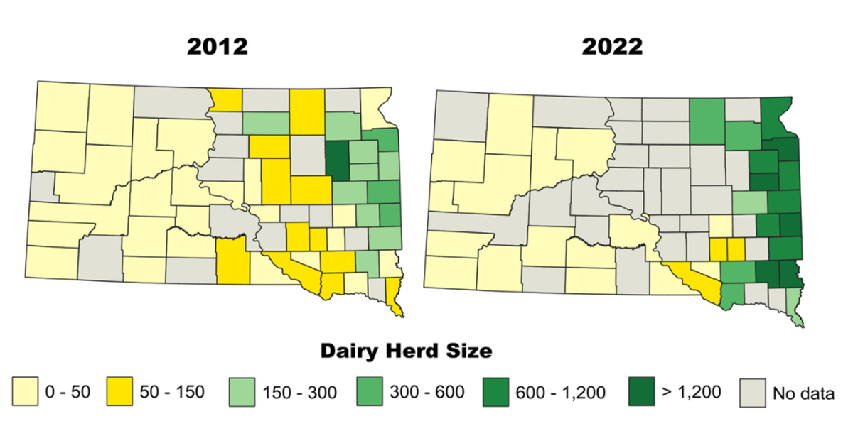 Color-coded maps of South Dakota showing average dairy herd size by county in 2012 and 2022. For a detailed description, please call SDSU Extension at 605-688-4792.